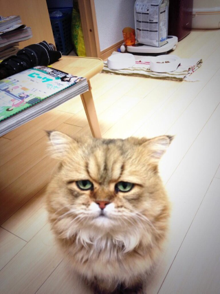 Illustration for article titled Grumpy Cat, Meet Disappointed Cat